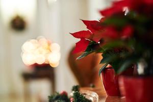 Hotel Le Plaza Brussels,Brussels-Capital Region>>Brussels,5 star