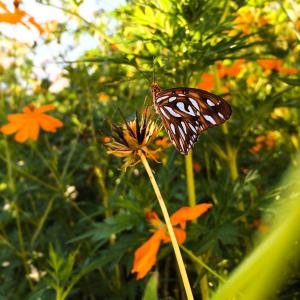 alto paraiso de goias
