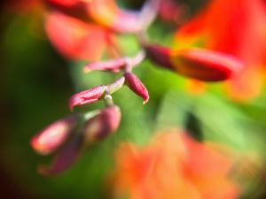 alto paraiso de goias