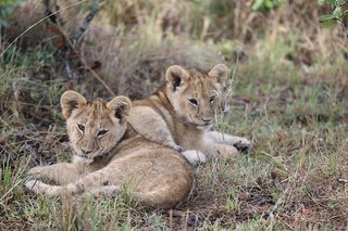 maasai mara
