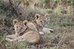 maasai mara
