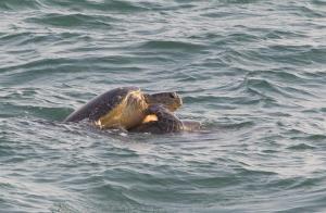Turtle Paradise,Rekawa>>Hambantota,4 star