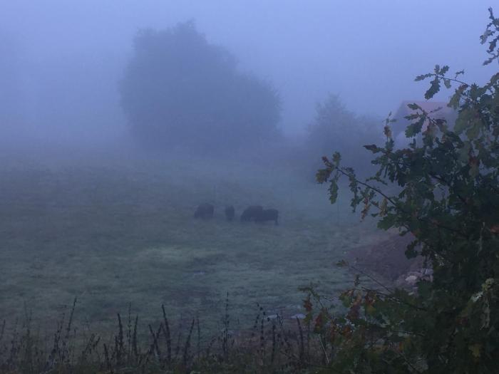 alwine landhaus an den spreewiesen
