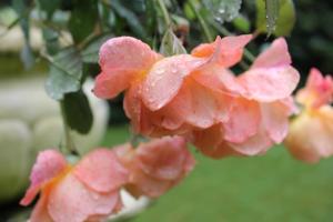 Hotel Rosengarten,Poppenbüttel>>Hamburg,4 star