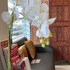 the assembly place a co living at mayo