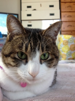 guest house shirahama r cafe caters to women