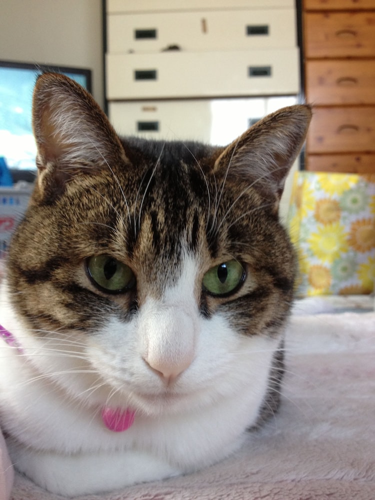 guest house shirahama r cafe caters to women