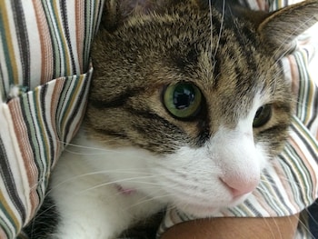 guest house shirahama r cafe caters to women