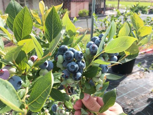 kibikougen resort hotel