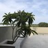 tree tops yala