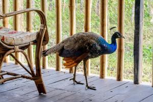 sarang wildlife sanctuary