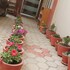 sudhas garden home