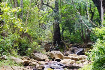 ooty