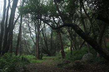 ooty