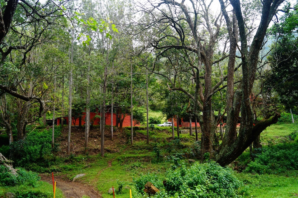 ooty