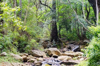 ooty