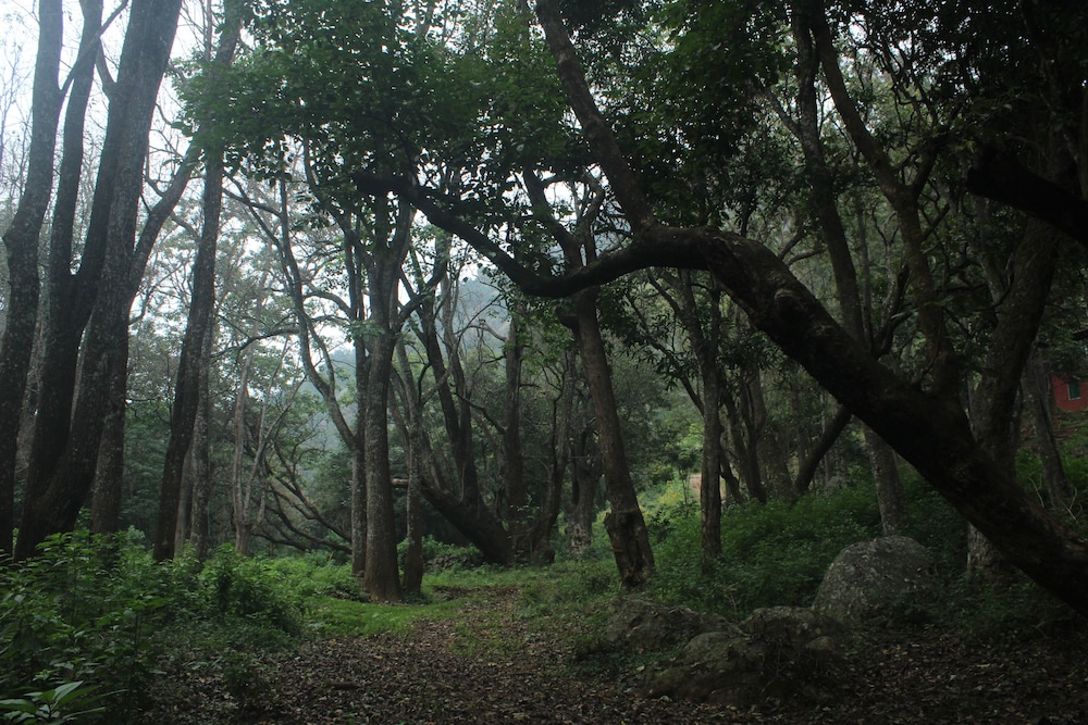 ooty