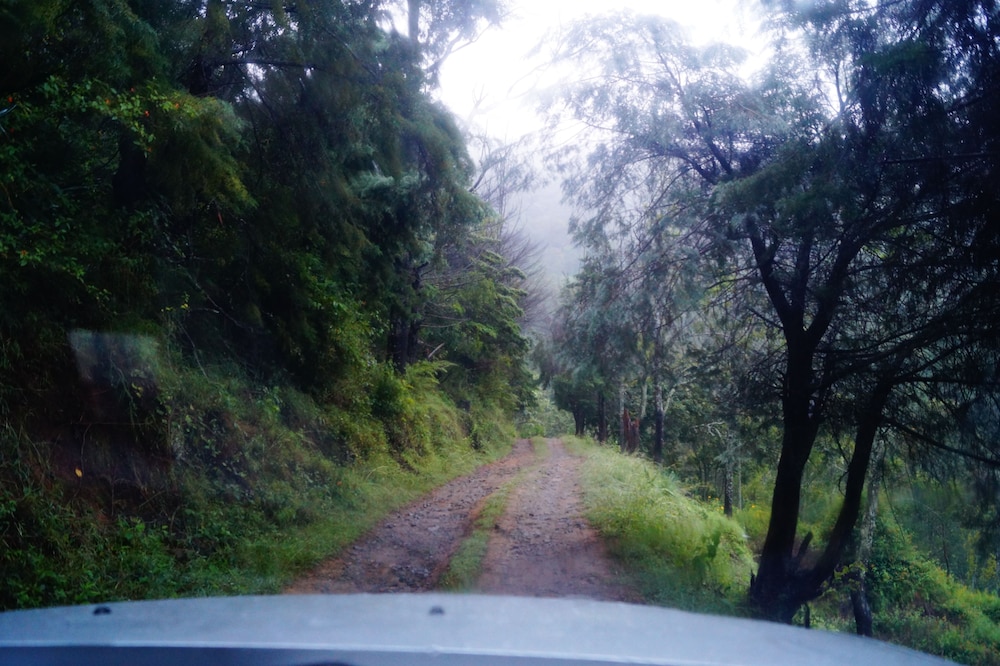 ooty