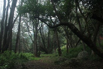 ooty