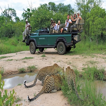 leopard hills
