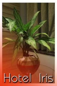 hotel iris