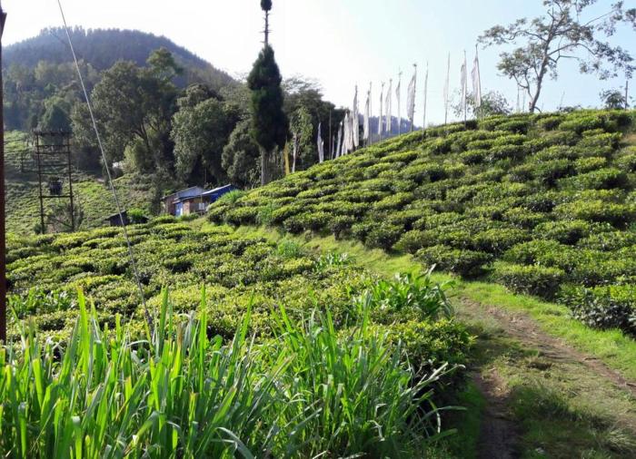 darjeeling