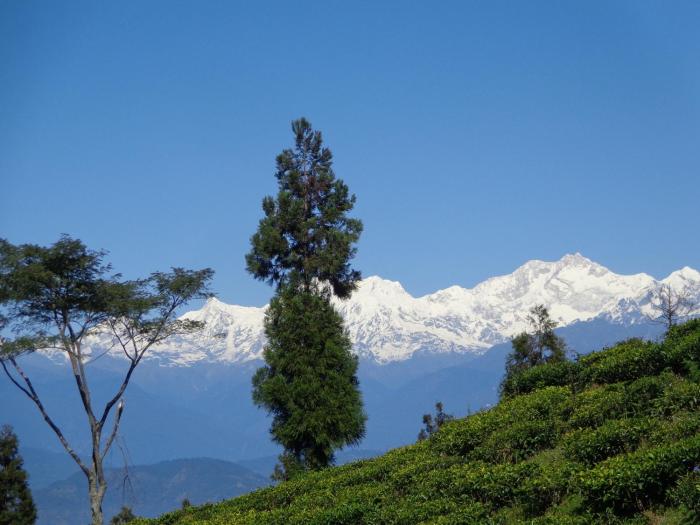 darjeeling