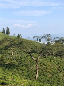darjeeling