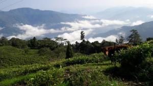 darjeeling