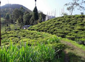 darjeeling