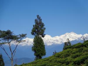 darjeeling