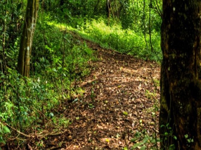 tranquil nest resort thandikudi