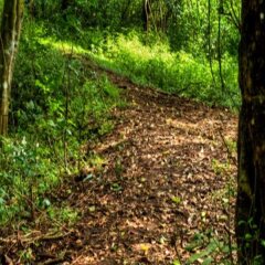 tranquil nest resort thandikudi