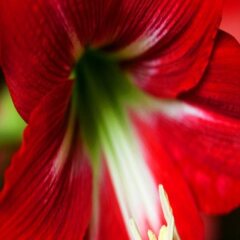 tranquil nest resort thandikudi