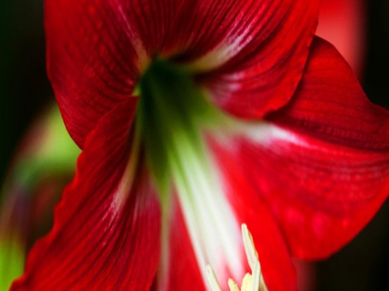 tranquil nest resort thandikudi