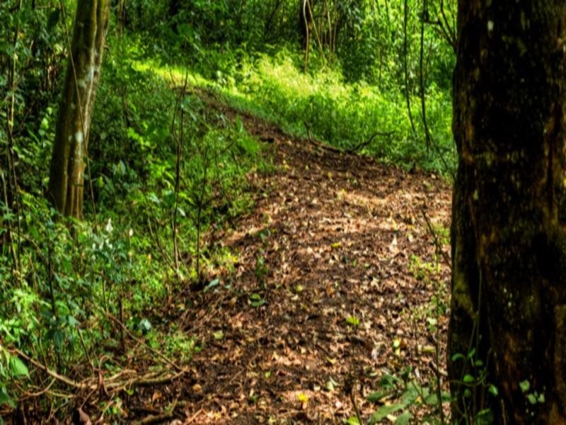 tranquil nest resort thandikudi