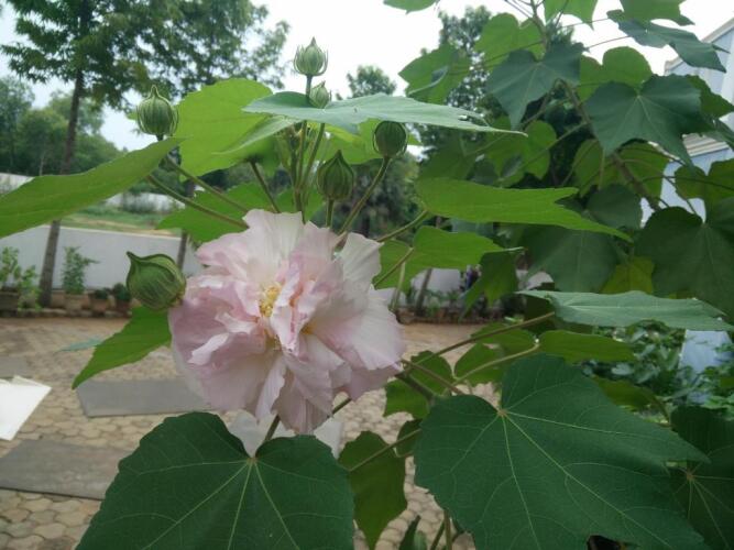 pondicherry