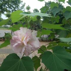 pondicherry