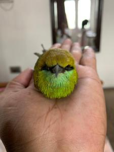 Nature Resort,Belanganj>>Agra,3 star