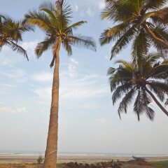 dapoli