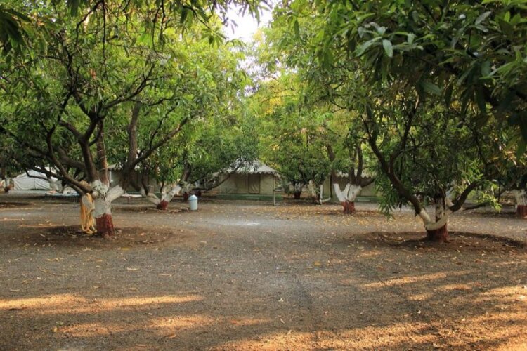 sasan gir