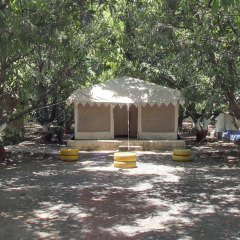 sasan gir