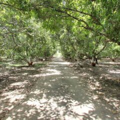sasan gir
