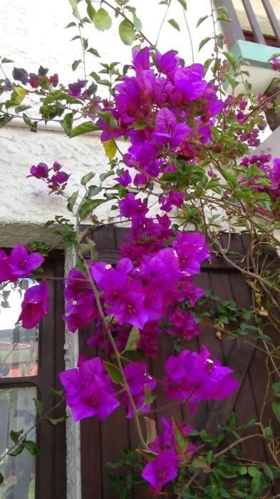 la maison de la bolivie