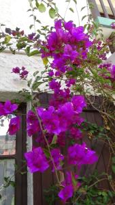 la maison de la bolivie