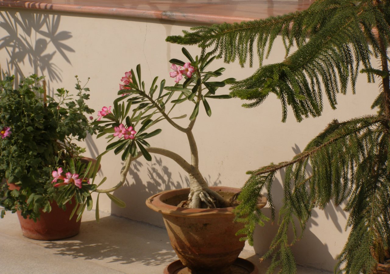 jaswant niwas