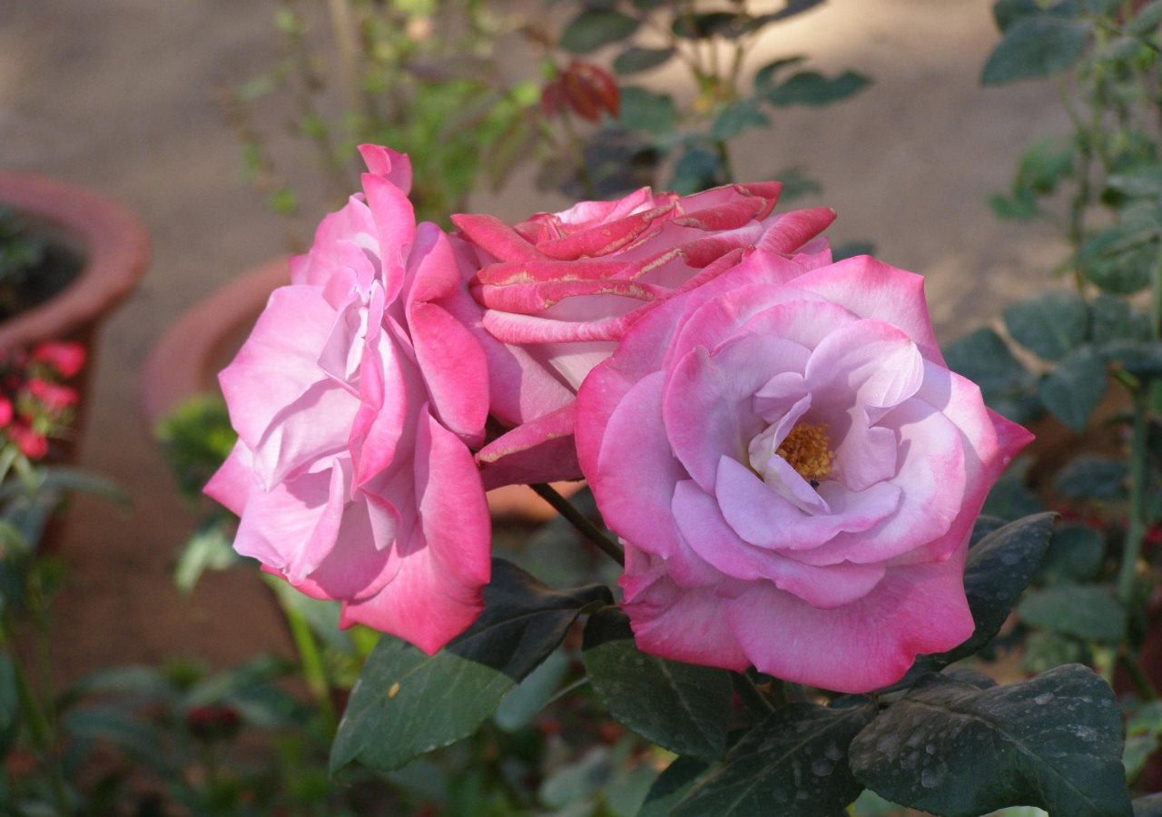 jaswant niwas