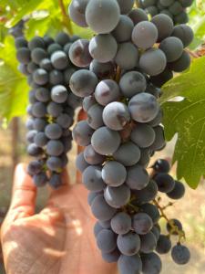 chardonnay lodge