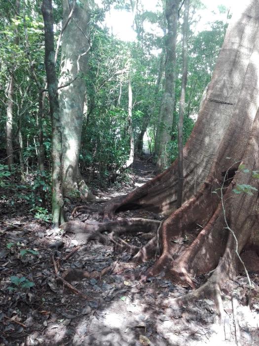 the green tree lodge