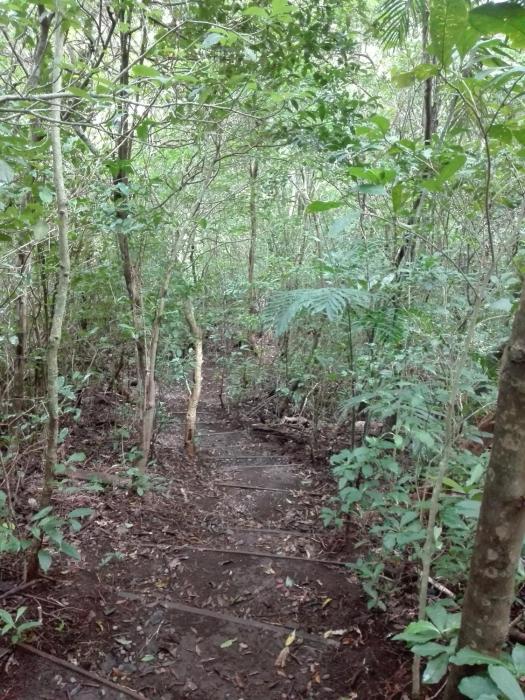 the green tree lodge